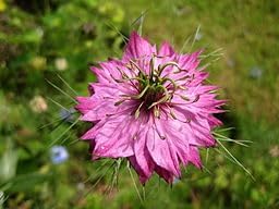 Nigella Damascena Flower Seeds - Perfect For Garden Planting