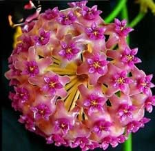 Pink (Pink Yellow) seeds for planting in home garden