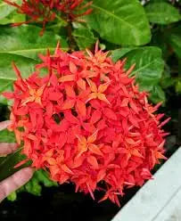 Ixora Ixora spp. for planting in flower bed