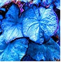 Sky Blue Caladium Flower seeds for Planting - Low Maintenance, Heirloom & GMO Free Seeds for Home Garden
 
 Sale seeds for home garden