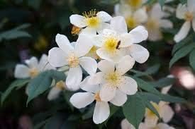 Brunonii Flower seeds for Planting Shade Tolerant Heirloom & GMO Free Seeds for Home Garden 
 
 Sale for planting in home garden