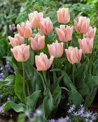 Maroon Gladiolus Flower Seeds for Planting – Sun Loving Heirloom & NonGMO Seeds for Home Garden
 
 Sale for planting in home garden