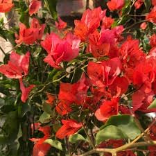Bougainvillea Flower seeds for Planting - Long Bloom Season, Heirloom & GMO Free Seeds for Home Garden
 
 Sale seeds for home garden
