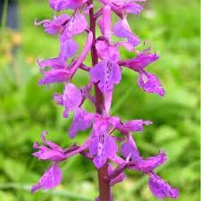 Mascula Flower seeds for Planting - Garden Favorite, Heirloom & GMO Free Seeds for Home Garden
 
 Sale for planting in home garden.