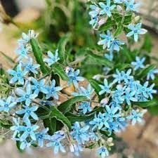 Tweedia Flower seeds for Planting - Bright Blooms, Heirloom & GMO Free Seeds for Home Garden
 
 Sale seeds for home garden