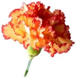 Yellow And Red Carnation Flower Seeds For Planting