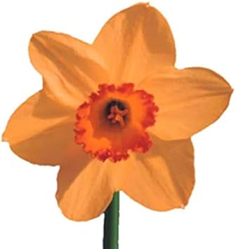 Dark Green Rose Flower Seeds for Planting Shade Tolerant Heirloom & GMO Free Seeds for Home Garden
 
 Sale for planting in home garden