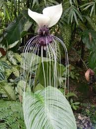 Tacca Nivea Bat Flower seeds for Planting Premium Quality Heirloom & GMO Free Seeds for Home Garden 
 
 Sale for planting in home garden