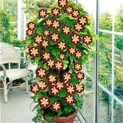 Red Yellow Gazania Flower Seeds for Planting Compact Growth Heirloom & GMO Free Seeds for Home Garden
 
 Sale for planting in home garden