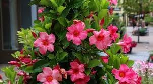 Perennial Flower seeds for Planting Seasonal Bloomer Heirloom & GMO Free Seeds for Home Garden 
 
 Sale for planting in home garden