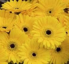 White Imperial Wang Fritillaria Flower Seeds for Planting Colorful Display Heirloom & GMO Free Seeds for Home Garden
 
 Sale for planting in home garden