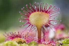 Light Pink Sundew Plant Seeds For Easy Planting Flower