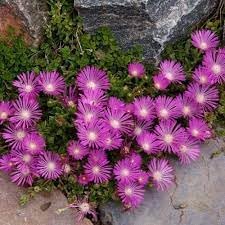 Delosperma Flower seeds for Planting - Shade Tolerant, Heirloom & GMO Free Seeds for Home Garden
 
 Sale for planting in home garden