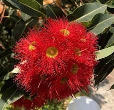 Heirloom Corymbia Ficifolia Flower seeds for Planting Garden Favorite Heirloom & GMO Free Seeds for Home Garden 
 
 Sale for planting in home garden