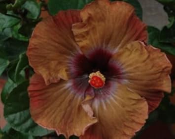 Brown Hibiscus Seed Pack - Premium Quality Seeds For Beautiful Blooms Flower