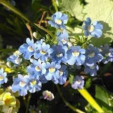 Fairy Mirror Blue Gem Flower seeds for Planting - Easy to Grow, Heirloom & GMO Free Seeds for Home Garden
 
 Sale seeds for planting in home garden