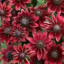 Cherry Brandy Rudbeckia for planting in flower bed
