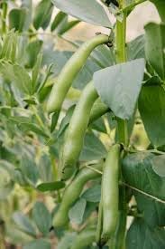 Vicia Faba Seeds For Planting: Green Leaf Variety Abundant Harvests Vegetable Seeds