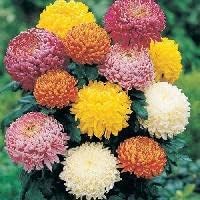 Mixed Colors Chrysanthemum Flower seeds for Planting - Cut Flower Favorite, Heirloom & GMO Free Seeds for Home Garden
 
 Sale seeds for home garden
