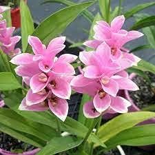 Curcuma Pink Flower Seeds For Planting - Elevate Your Garden