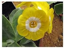 Dark Purple Hoya Carnosa Seeds for Planting Long Bloom Season Heirloom & GMO Free Seeds for Home Garden
 
 Sale for planting in home garden