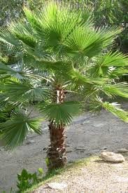 Sabal Palmetto Planting Tree Seeds For Coastal Gardens