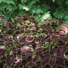 Coleus Flower seeds for Planting Drought Tolerant Heirloom & GMO Free Seeds for Home Garden 
 
 Sale for planting in home garden