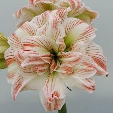 Amaryllis Barbados Flower seeds for Planting - Bright Blooms, Heirloom & GMO Free Seeds for Home Garden
 
 Sale seeds for home garden
