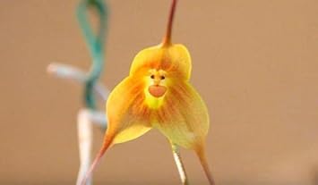 NonGMO Yellow Monkey Face Orchid Flower seeds for Planting Wildflower Mix Heirloom & GMO Free Seeds for Home Garden 
 
 Sale seeds for home garden planting