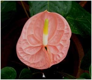 White & Maroon Eustoma (Lisianthus) Flower Seeds for Planting Heirloom NONGMO Seeds Pollinator Friendly 
 
 Sale for planting in home garden