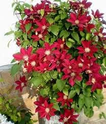 Maroon Clematis Flower seeds for Planting - Drought Tolerant, Heirloom & GMO Free Seeds for Home Garden
 
 Sale seeds for home garden