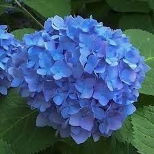 Purple Geranium Pelargonium Flower Seeds for Planting Vibrant Colors Heirloom & GMO Free Seeds for Home Garden
 
 Sale for planting in home garden