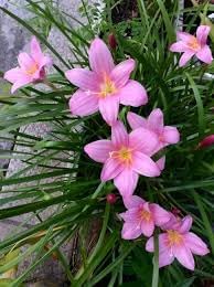 Zephyranthes Flower seeds for Planting - Cut Flower Favorite, Heirloom & GMO Free Seeds for Home Garden
 
 Sale for planting in home garden.