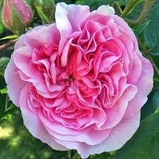 Planting Damask Rose Bush Seeds | Fragrant Flower For Your Garden