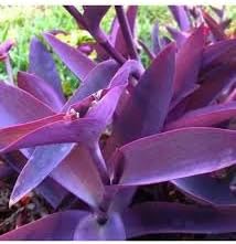 Tradescantia Pallida Flower seeds for Planting - Colorful Display, Heirloom & GMO Free Seeds for Home Garden
 
 Sale seeds for home garden
