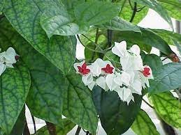 Clerodendrum Thomsonae Flower seeds for Planting - Colorful Display, Heirloom & GMO Free Seeds for Home Garden
 
 Sale for planting in home garden