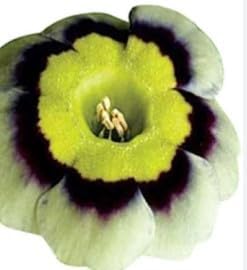 Light Yellow Daffodil Flower Seeds for Planting – Heirloom NonGMO Organic Garden Seeds with High Germination
 
 Sale for planting in home garden