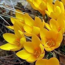 Maroon Nasturtium Flower Seeds Colorful Display Heirloom & GMO Free Seeds for Home Garden
 
 Sale for planting in home garden