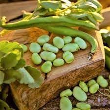 Nutritious Pod Broad Bean Seeds For Planting Vegetable Seeds