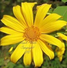 Yellow Rotundifolia Flower seeds for Planting - Cottage Garden Essential, Heirloom & GMO Free Seeds for Home Garden
 
 Sale for planting in home garden.