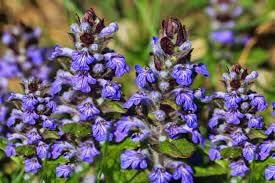 Bugle Flower seeds for Planting - Hardy Variety, Heirloom & GMO Free Seeds for Home Garden
 
 Sale for planting in home garden.