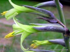 Green Puya Mirabilis Flower seeds for Planting - Hardy Variety, Heirloom & GMO Free Seeds for Home Garden
 
 Sale seeds for home garden