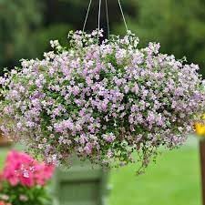 Blutopia Flower seeds for Planting Vibrant Colors Heirloom & GMO Free Seeds for Home Garden 
 
 Sale for planting in home garden