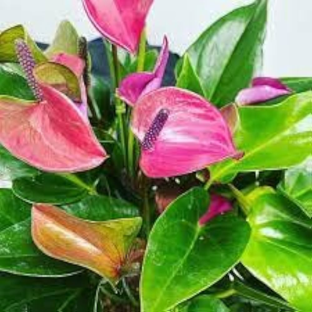 Anthurium Pink Green Flower Seeds For Planting Fresh Blooms