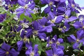 Clematis Hybrida Climbing Flower seeds for Planting Compact Growth Heirloom & GMO Free Seeds for Home Garden 
 
 Sale for planting in home garden