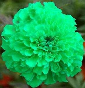 Light Pink Bougainvillea Seeds for Planting Fragrant Blossoms Heirloom & GMO Free Seeds for Home Garden
 
 Sale for planting in home garden