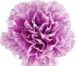Purple (Purple Carnation) seeds for planting in home garden