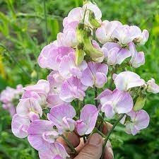 Lathyrus Latifolius Flower seeds for Planting - Seasonal Bloomer, Heirloom & GMO Free Seeds for Home Garden
 
 Sale for planting in home garden