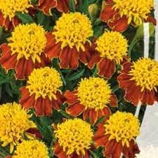 Russian Marigold Planting Flower Seeds For Colorful Blooms