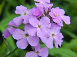 Hesperis Flower seeds for Planting - Colorful Display, Heirloom & GMO Free Seeds for Home Garden
 
 Sale seeds for home garden